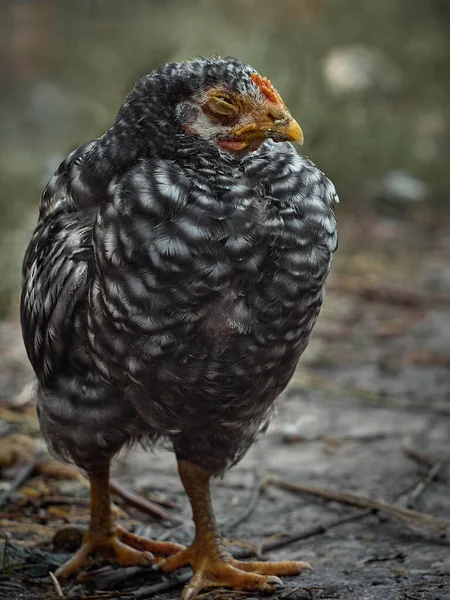 Ritratto Giovani Galline Rosse — Foto Stock