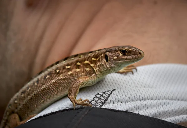 Reptile in the wild with a human.