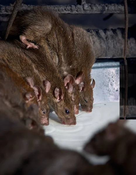 Red Rats Drinks Milk Shri Karni Indian Temple — Stock Photo, Image