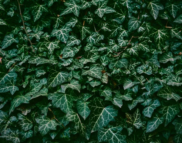 Dark green leaves on a dark background.