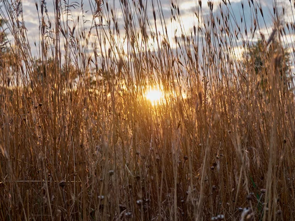 Meadow Wild Grass Sunset — Stock Photo, Image