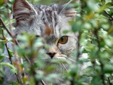Bahçede kedi avı..