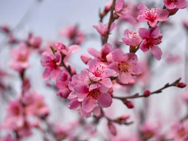 Bloeiende Perzik Tuin — Stockfoto