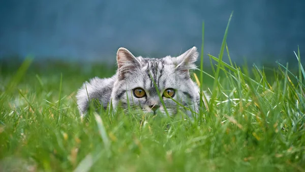 Kitten Zitten Het Gras — Stockfoto