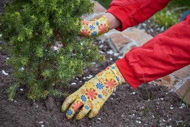 Bahçeye fidanlar ekiyorum..