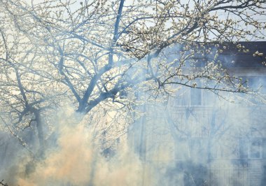 Dalların ve yaprakların dumanından.