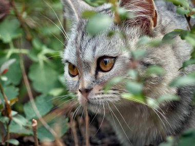 Bahçede kedi avı..
