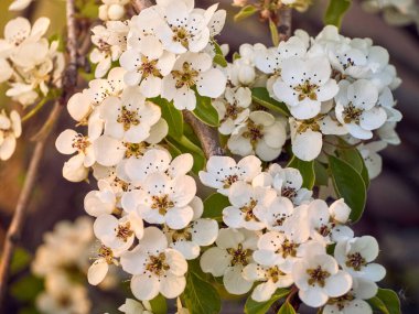 Bahçede çiçek açan armut.