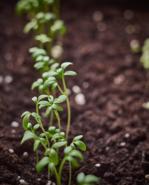 Bir kutuda filizlenen tohumlar..