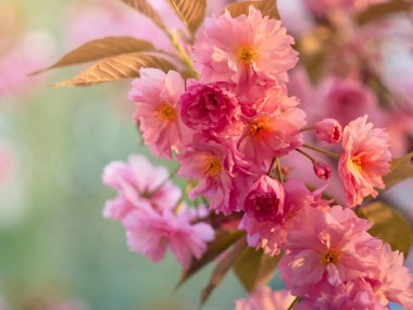 Parkta çiçek açan sakura.