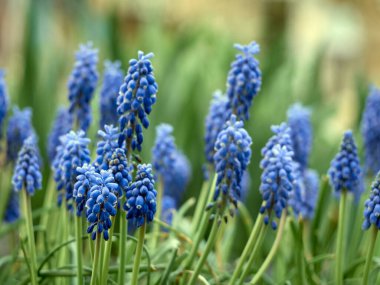 Mavi çiçekli Muscari armeniacum bitkisi.