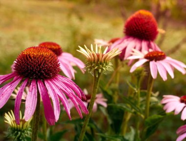 Bahçede pembe Echinacea çiçekleri.