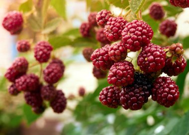 Çalının üzerinde olgunlaşmamış böğürtlen.