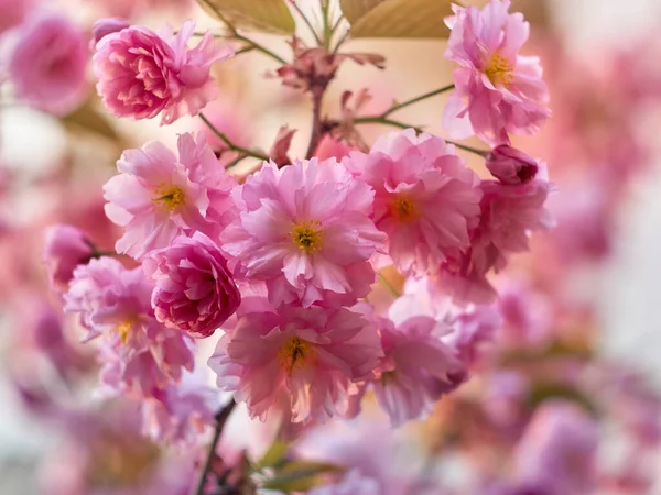 公園内に咲く桜 — ストック写真