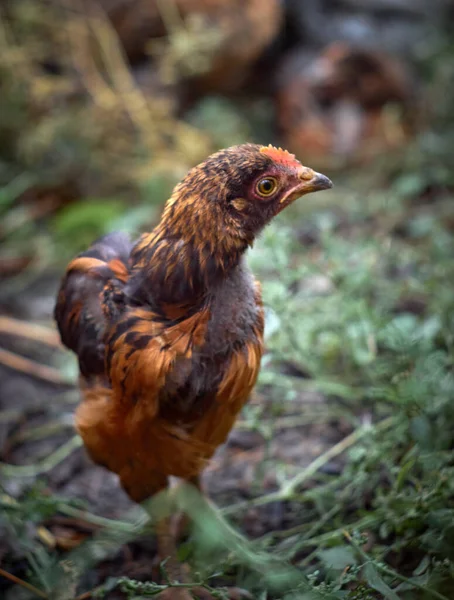 Genç Kırmızı Tavukların Portresi — Stok fotoğraf