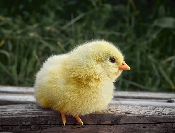 Small chicken closeup on background.