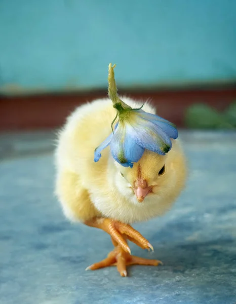 Small yellow chicken with a blue flower.