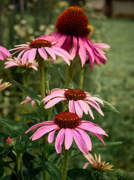 Růžové Echinacea Květiny Zahradě — Stock fotografie