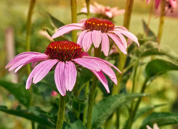 Pink Echinacea Flowers Garden — Stock Photo, Image