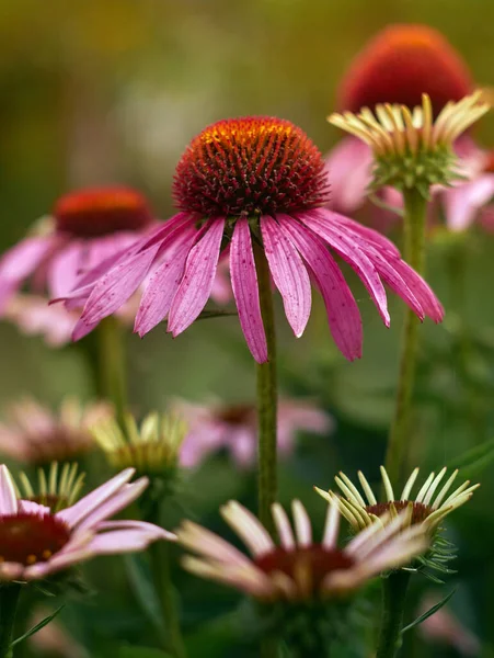 분홍빛 Echinacea 정원에 — 스톡 사진