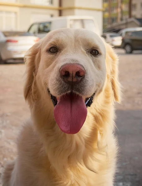 Cão Está Espera Dono — Fotografia de Stock