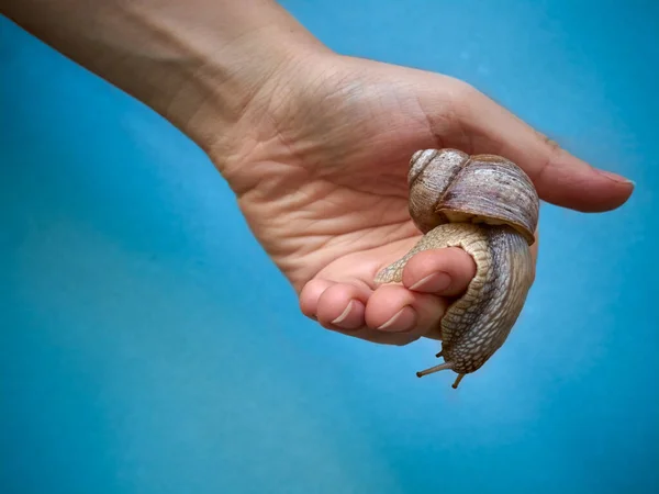 Grape Snail Crawling Hand — Stock Photo, Image