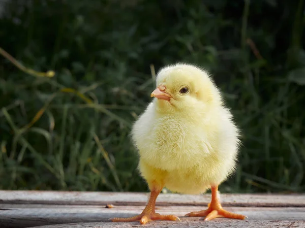 Gelbe Hühner Auf Einem Bauernhof — Stockfoto