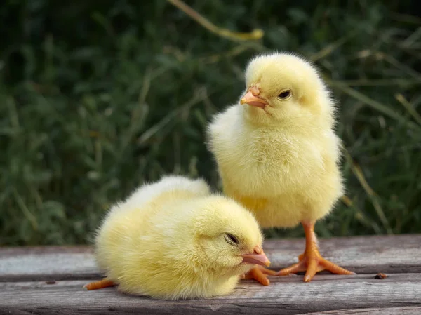 Małe Kurczaki Farmie — Zdjęcie stockowe