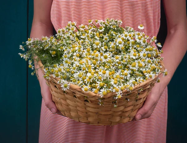 Kamillenblüten Korb — Stockfoto