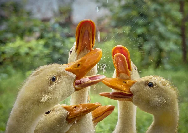 自然背景下可爱的小鸭 — 图库照片