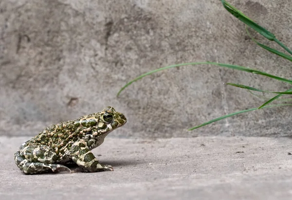 배경의 두꺼비 — 스톡 사진