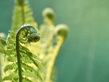 Young green fern in forest. clipart