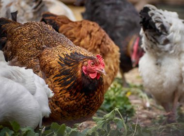 Çiftlikte bedava tavuk.