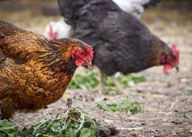 Çiftlikte bedava tavuk.