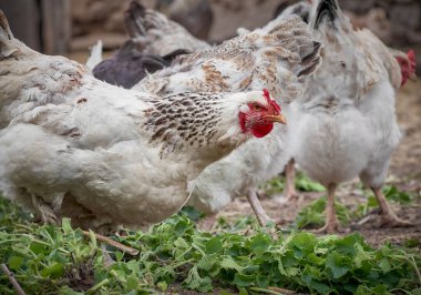 Çiftlikte bedava tavuk.