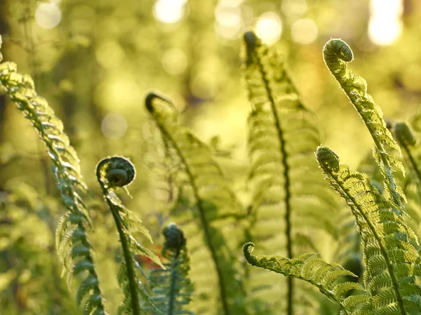 Young Green Fern Forest — Stock Photo, Image