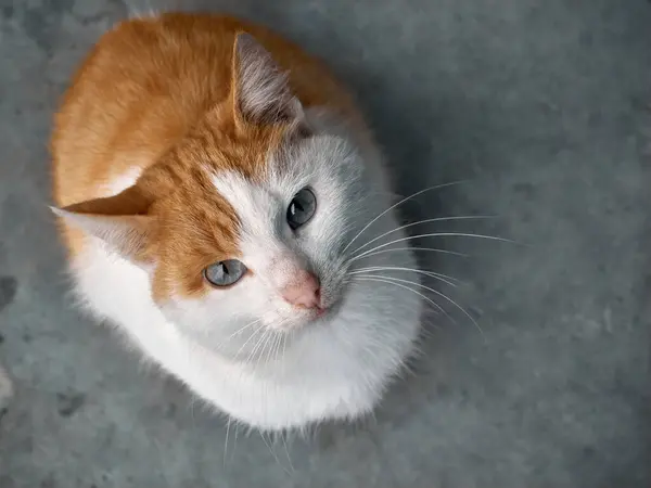 Gato Pelirrojo Mirando Hacia Arriba —  Fotos de Stock