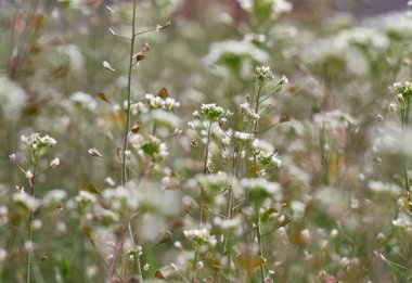 Shepherd 'ın çantasının çiçekleri veya Capsella bursa pastoris.
