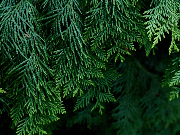 Zelená Thuja Strom Větve Pozadí — Stock fotografie