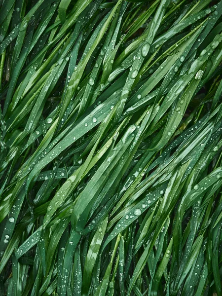 Grass Drops Water — Stock Photo, Image