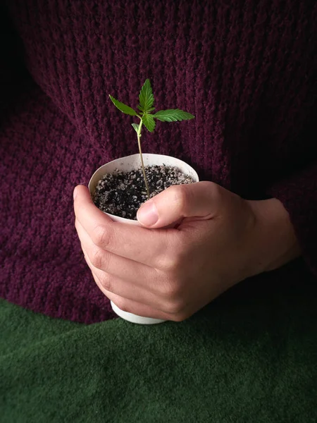 Genç yeşil bitkiyi tutan eller.