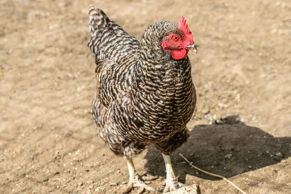 Walkinng de pollo gris moteado en un jardín de granja. Pollos de engorde. Granja avícola . —  Fotos de Stock