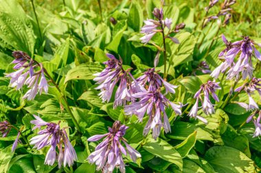 Lila çiçek Bahçe, yakın çekim makro konaklarda.