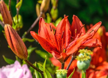 Makro fotoğraf doğası kırmızı çiçek açan Lilium ampulü.