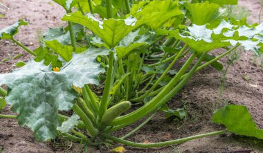 Bahçedeki bir bitkinin sapında büyüyen küçük bir lahana..