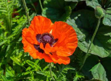 Bahçede yeşil yaprakların bir arka plan üzerinde haşhaş açan kırmızı çiçek