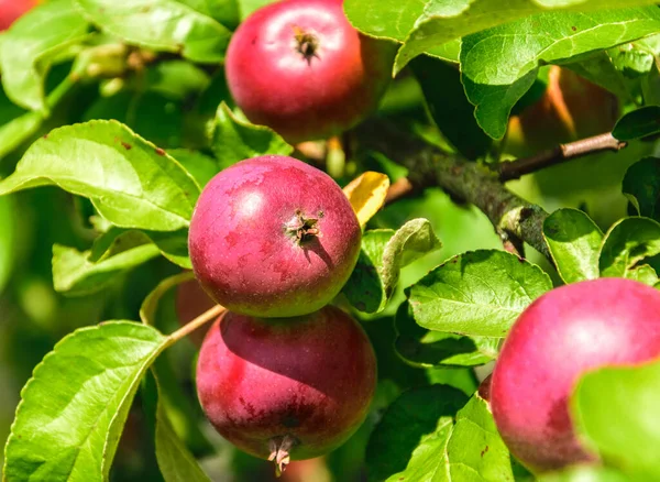 Sappig, rijp, rode appels hangend aan een tak in de tuin. Appels dicht. — Stockfoto