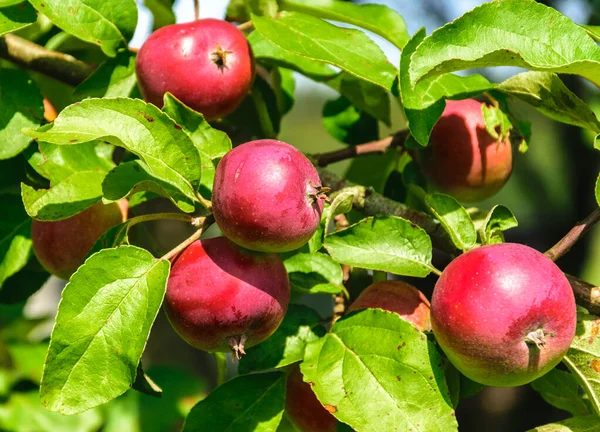 Sappig, rijp, rode appels hangend aan een tak in de tuin. Appels dicht — Stockfoto