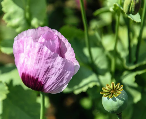Fleur rose de pavot fleuri sur un fond de feuilles vertes dans le potager — Photo