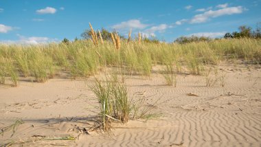 Kum tepeleri ve mavi gökyüzüne karşı yumuşak yeşil çimenler.